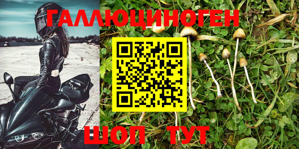 Галлюциногенные грибы прущие грибы  Горячий Ключ 